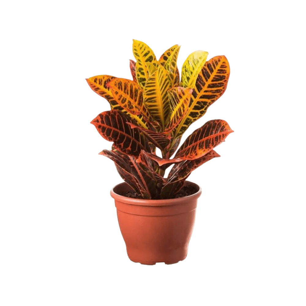 Croton Pote